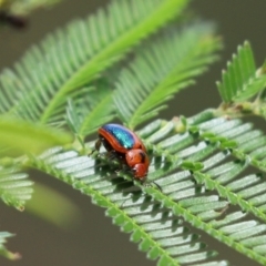 Calomela curtisi (Acacia leaf beetle) at Cook, ACT - 24 Jan 2022 by Tammy