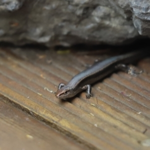 Lampropholis delicata at Cook, ACT - 25 Jan 2022 10:14 AM