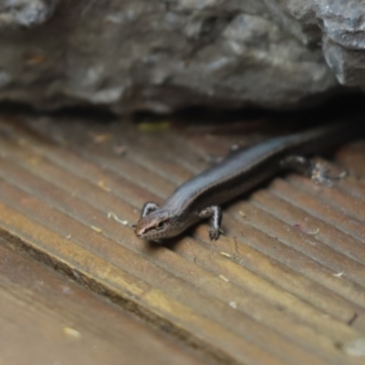 Lampropholis delicata (Delicate Skink) at Cook, ACT - 24 Jan 2022 by Tammy