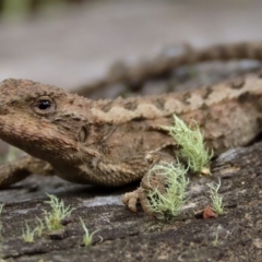 Rankinia diemensis (Mountain Dragon) at Namadgi National Park - 25 Jan 2022 by aussiestuff