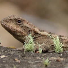 Rankinia diemensis at Cotter River, ACT - 25 Jan 2022