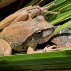 Litoria lesueuri (Lesueur's Tree-frog) at Cotter River, ACT - 25 Jan 2022 by aussiestuff