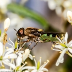 Odontomyia hunteri at Molonglo Valley, ACT - 25 Jan 2022