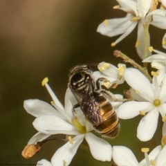 Lipotriches flavoviridis species group at Aranda Bushland - 25 Jan 2022 by Roger