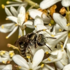 Lipotriches flavoviridis species group at Cook, ACT - 25 Jan 2022