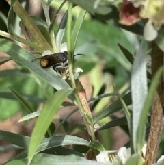 Megachile ferox (Resin bee) at Theodore, ACT - 25 Jan 2022 by Cardy