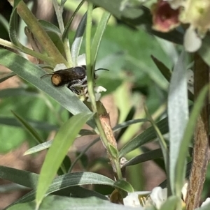 Megachile ferox at Theodore, ACT - 25 Jan 2022