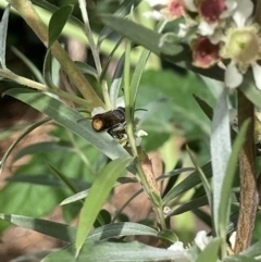 Megachile ferox at Theodore, ACT - 25 Jan 2022