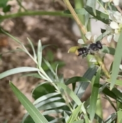 Megachile ferox at Theodore, ACT - 25 Jan 2022