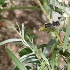 Megachile ferox at Theodore, ACT - 25 Jan 2022