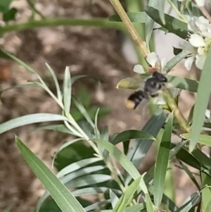 Megachile ferox at Theodore, ACT - 25 Jan 2022 03:51 PM