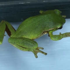 Litoria nudidigita (Narrow-fringed Tree-frog) at Lilli Pilli, NSW - 23 Jan 2022 by jb2602