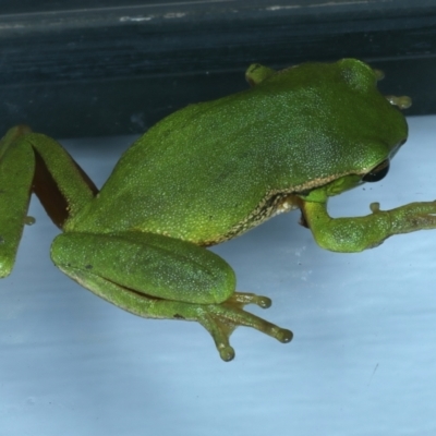 Litoria nudidigita (Narrow-fringed Tree-frog) at Lilli Pilli, NSW - 23 Jan 2022 by jb2602