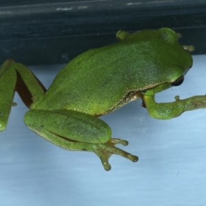 Litoria nudidigita at Lilli Pilli, NSW - 23 Jan 2022