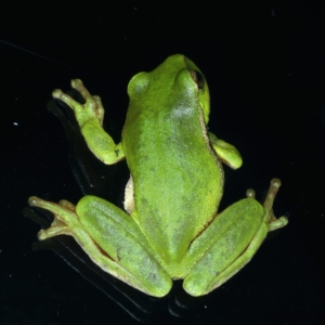 Litoria nudidigita at Lilli Pilli, NSW - 23 Jan 2022