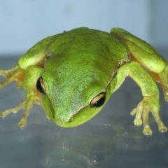 Litoria nudidigita at Lilli Pilli, NSW - 23 Jan 2022