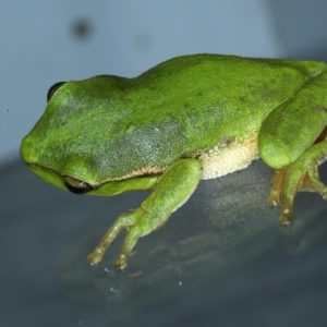 Litoria nudidigita at Lilli Pilli, NSW - 23 Jan 2022