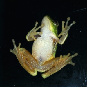 Litoria nudidigita at Lilli Pilli, NSW - 23 Jan 2022