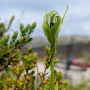 Pterostylis monticola at Kosciuszko National Park, NSW - 25 Jan 2022