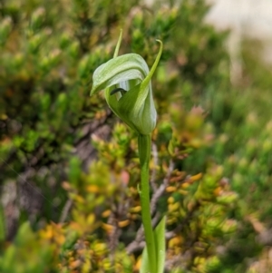 Pterostylis monticola at Kosciuszko National Park, NSW - 25 Jan 2022