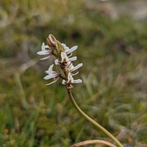 Paraprasophyllum alpestre at Kosciuszko, NSW - 25 Jan 2022