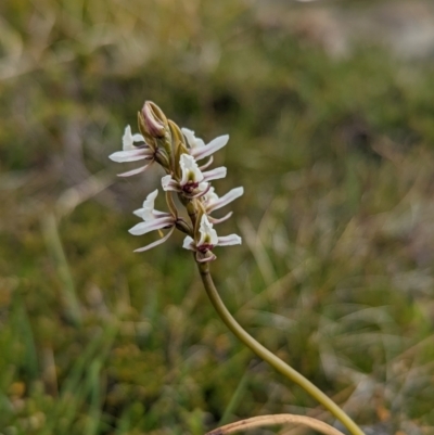 Prasophyllum alpestre (Mauve leek orchid) at Kosciuszko National Park - 25 Jan 2022 by Rebeccajgee