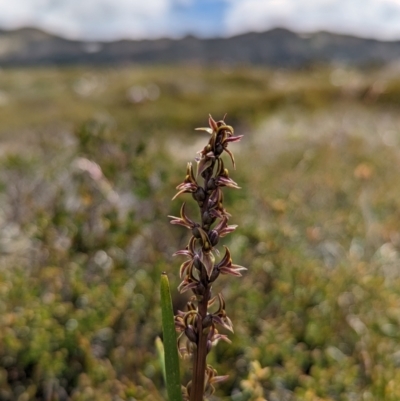 Prasophyllum tadgellianum (Tadgell's leek orchid) at Kosciuszko National Park - 25 Jan 2022 by Rebeccajgee