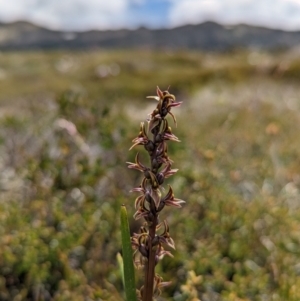 Unidentified Orchid (TBC) at suppressed by Rebeccajgee