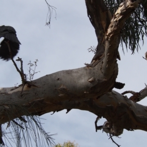 Callocephalon fimbriatum at Hackett, ACT - 24 Jan 2022