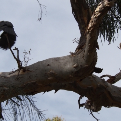 Callocephalon fimbriatum (Gang-gang Cockatoo) at Hackett, ACT - 23 Jan 2022 by MargL