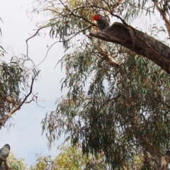 Callocephalon fimbriatum at Hackett, ACT - suppressed