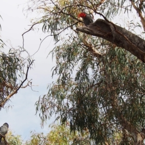 Callocephalon fimbriatum at Hackett, ACT - suppressed