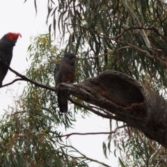 Callocephalon fimbriatum at Hackett, ACT - 24 Jan 2022