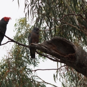 Callocephalon fimbriatum at Hackett, ACT - 24 Jan 2022