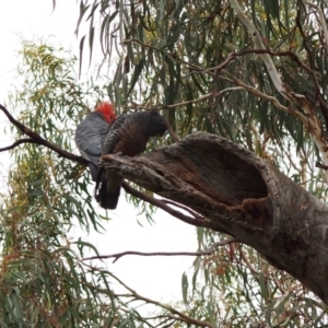 Callocephalon fimbriatum at Hackett, ACT - 24 Jan 2022