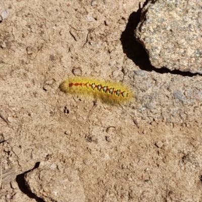 Trichiocercus sparshalli (Sparshall's Moth) at Namadgi National Park - 23 Jan 2022 by VanceLawrence