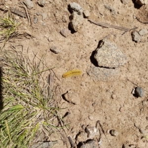 Trichiocercus sparshalli at Mount Clear, ACT - 23 Jan 2022