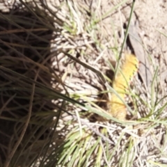 Trichiocercus sparshalli at Mount Clear, ACT - 23 Jan 2022 02:02 PM