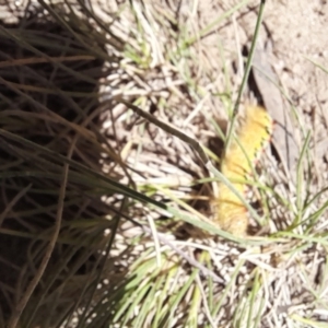 Trichiocercus sparshalli at Mount Clear, ACT - 23 Jan 2022