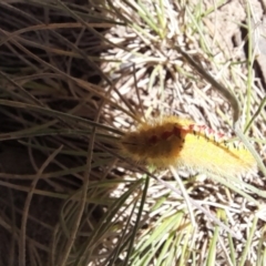 Trichiocercus sparshalli at Mount Clear, ACT - 23 Jan 2022 02:02 PM