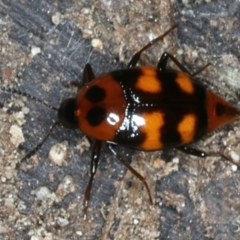 Scaphidium alpicola (A Shining Fungus Beetle) at Mulloon, NSW - 25 Jan 2022 by jb2602