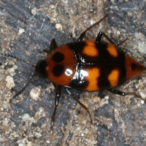 Scaphidium sp. (genus) at Mulloon, NSW - 25 Jan 2022