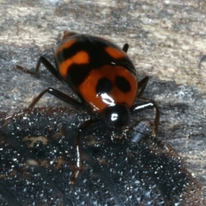 Scaphidium sp. (genus) at Mulloon, NSW - 25 Jan 2022