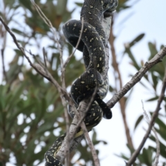 Morelia spilota spilota at Guerilla Bay, NSW - 21 Jan 2022