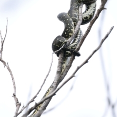 Morelia spilota spilota at Guerilla Bay, NSW - 21 Jan 2022 05:36 PM