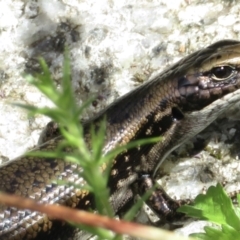 Eulamprus tympanum (Southern Water Skink) at Cotter River, ACT - 20 Jan 2022 by RobParnell