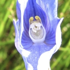 Thelymitra cyanea (Veined Sun Orchid) at Cotter River, ACT - 20 Jan 2022 by RobParnell