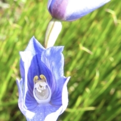 Thelymitra cyanea at Cotter River, ACT - 20 Jan 2022