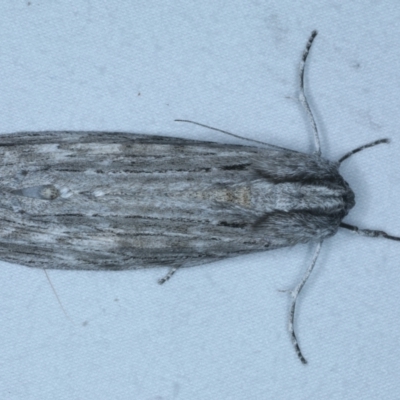 Capusa senilis (Black-banded Wedge-moth) at Lilli Pilli, NSW - 21 Jan 2022 by jb2602