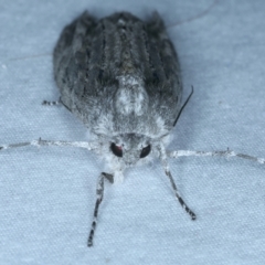 Capusa senilis at Lilli Pilli, NSW - 21 Jan 2022 08:42 PM